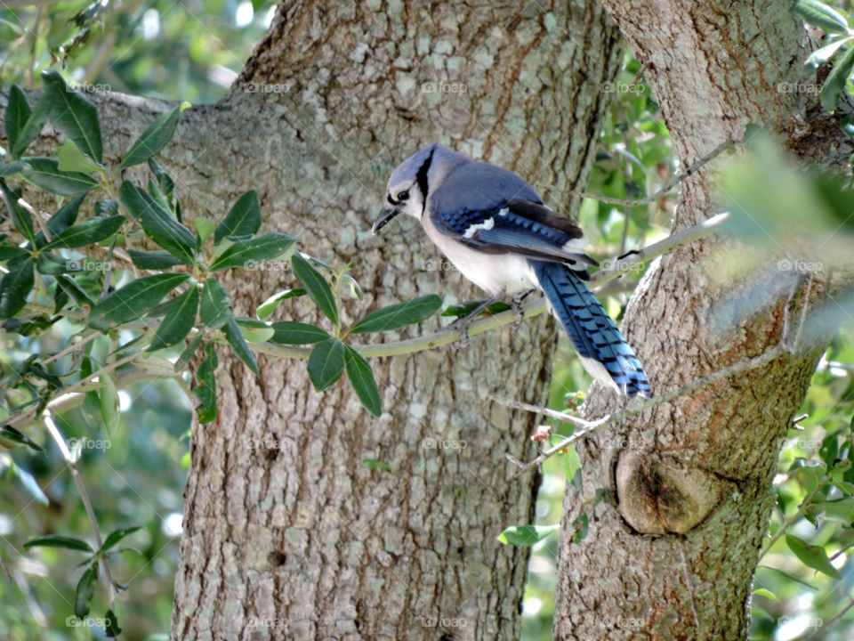 Blue Jay. Blue Jay with crumbs in beak