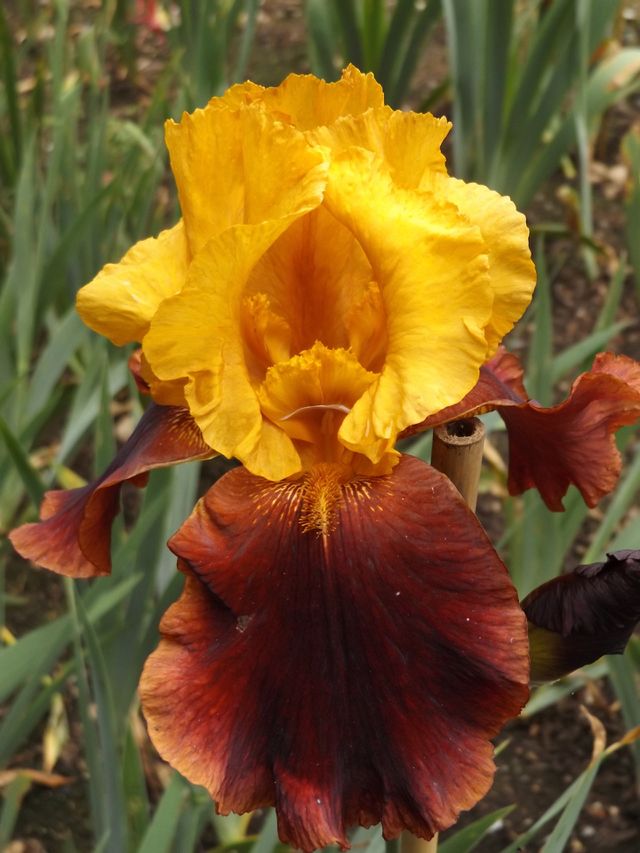 Iris