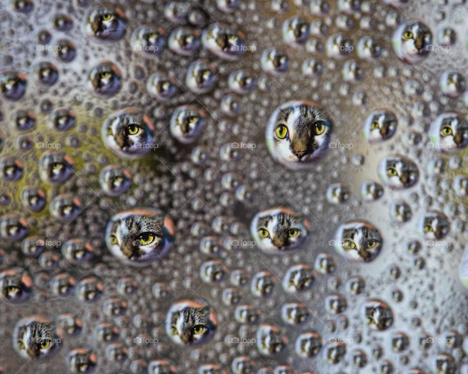 Cat through water drops 