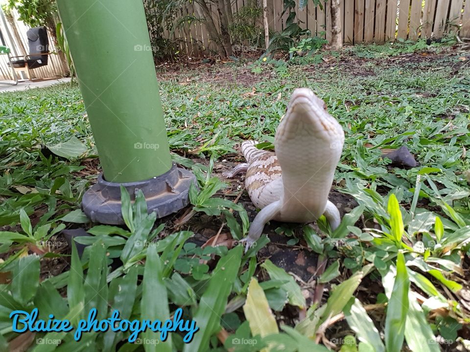 bluetongueskink