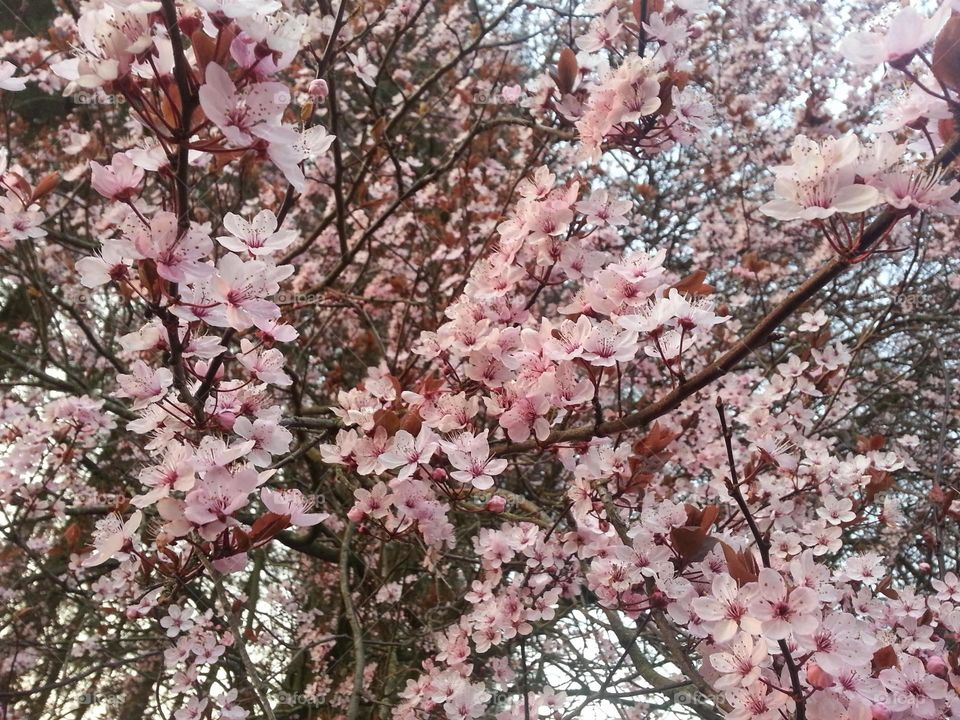 a portrait of a lot of pink japanese flowers on branches of a bush during spring.