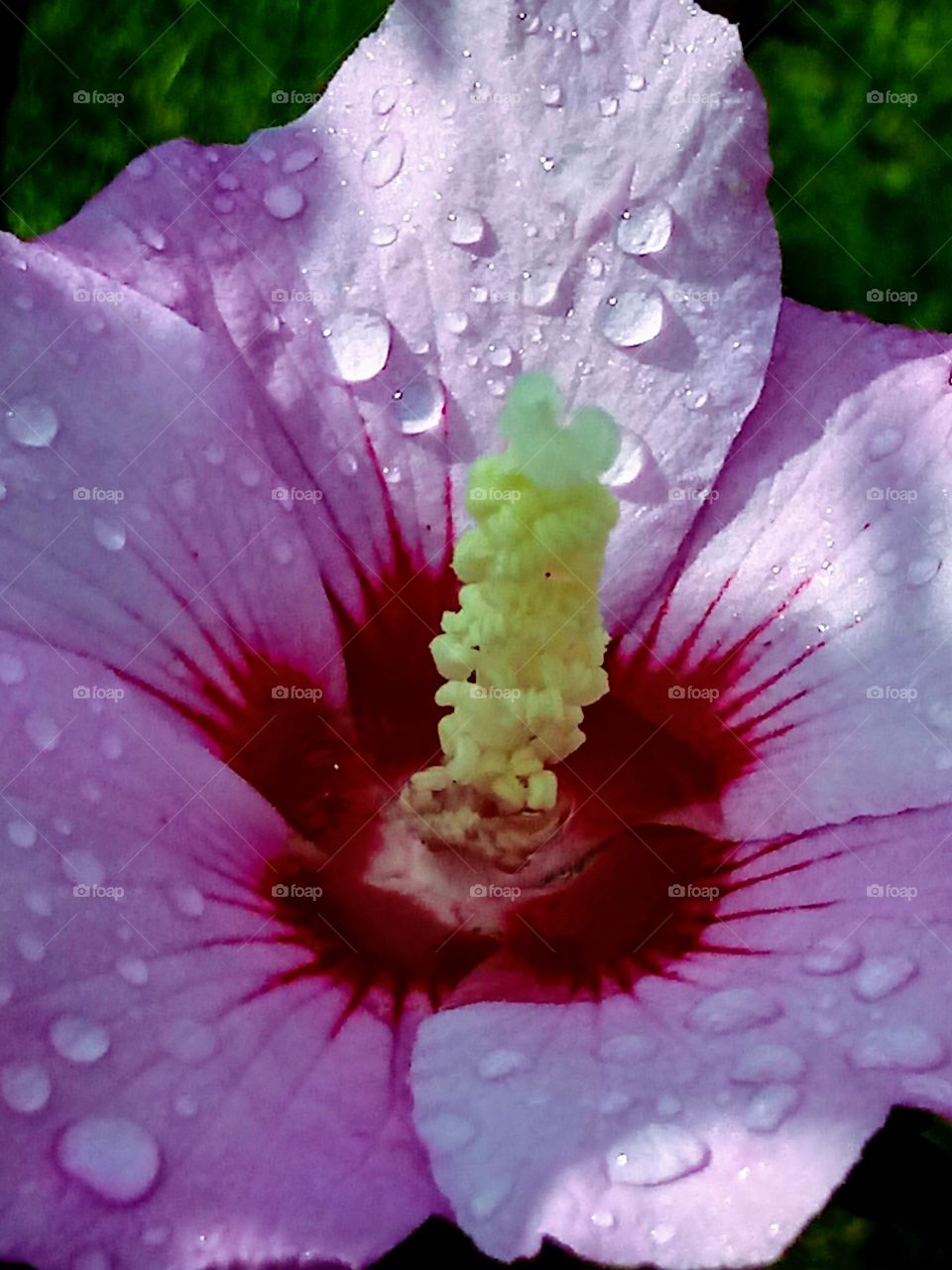 Rose of Sharon
