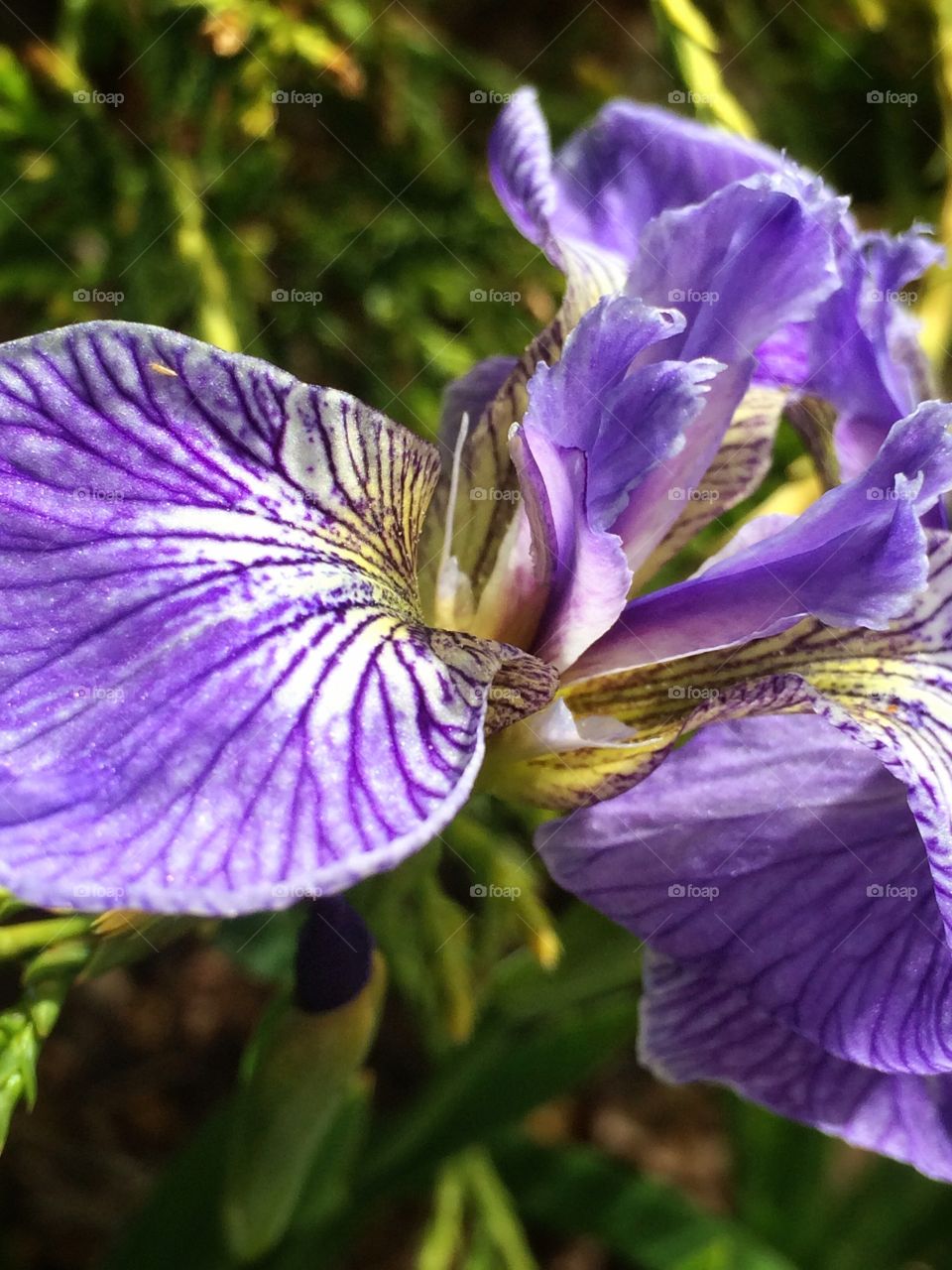 Close up of floral irises 