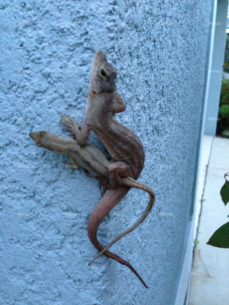 Lizards in love