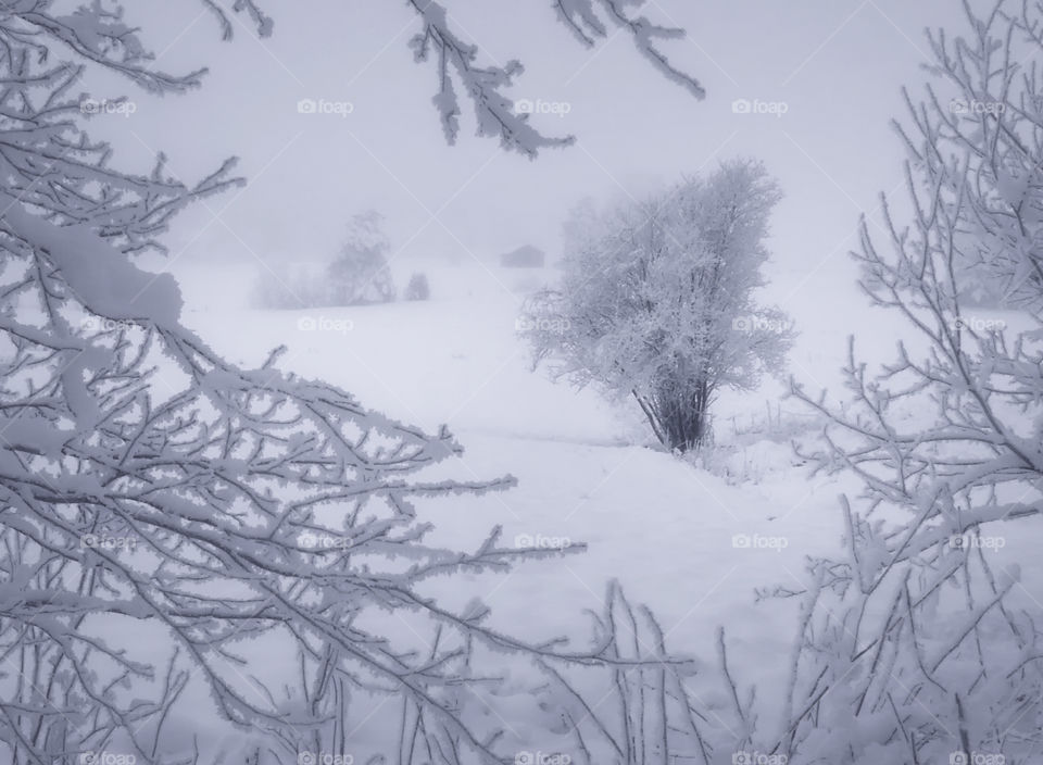 Gray winter afternoon the Finnish backwoods in dim light cloud Forcing hiding from a snowstorm for branches