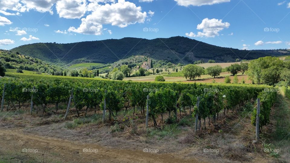 Endless vines through Tuscany 