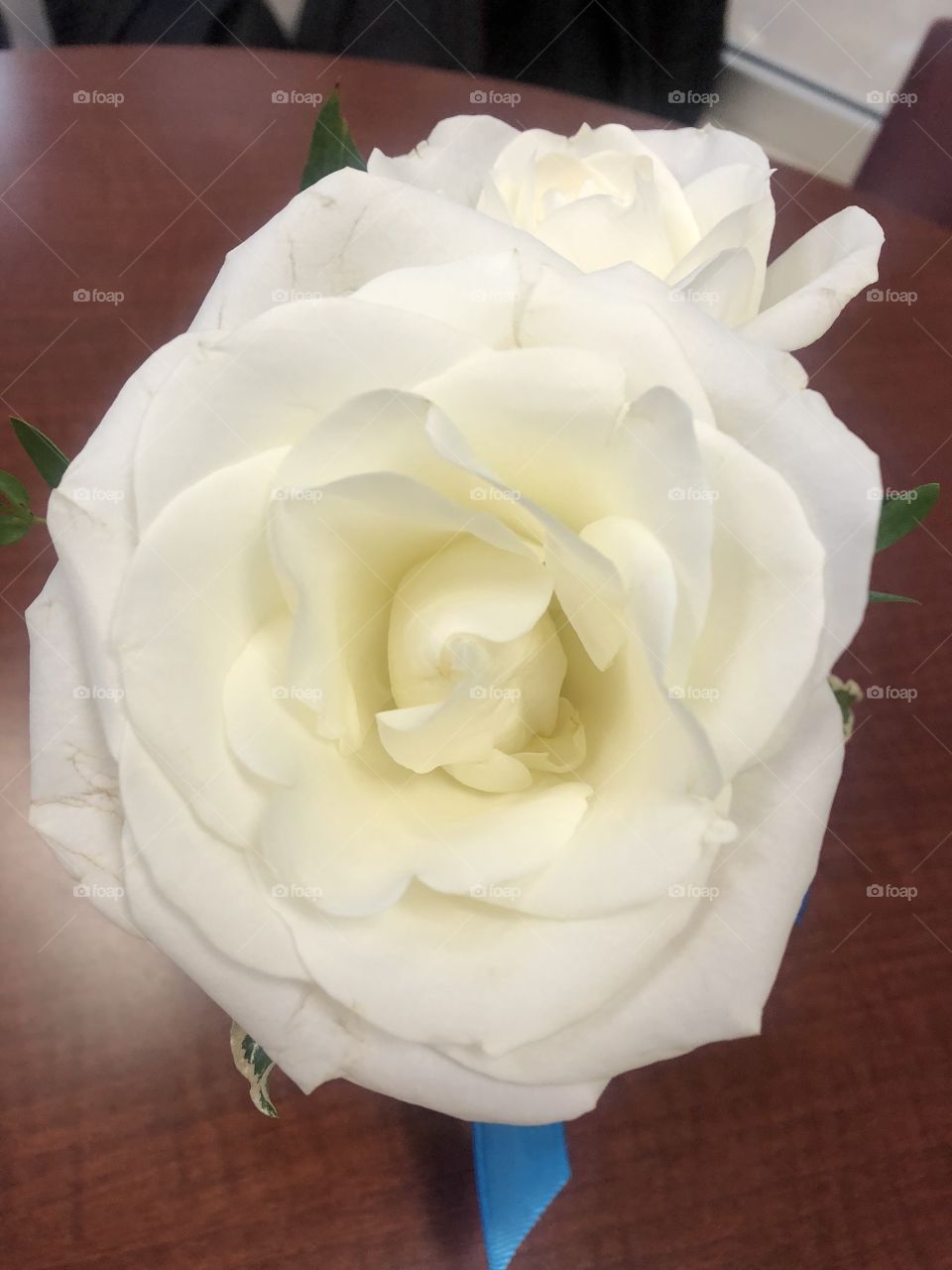 Close up of a white rose.