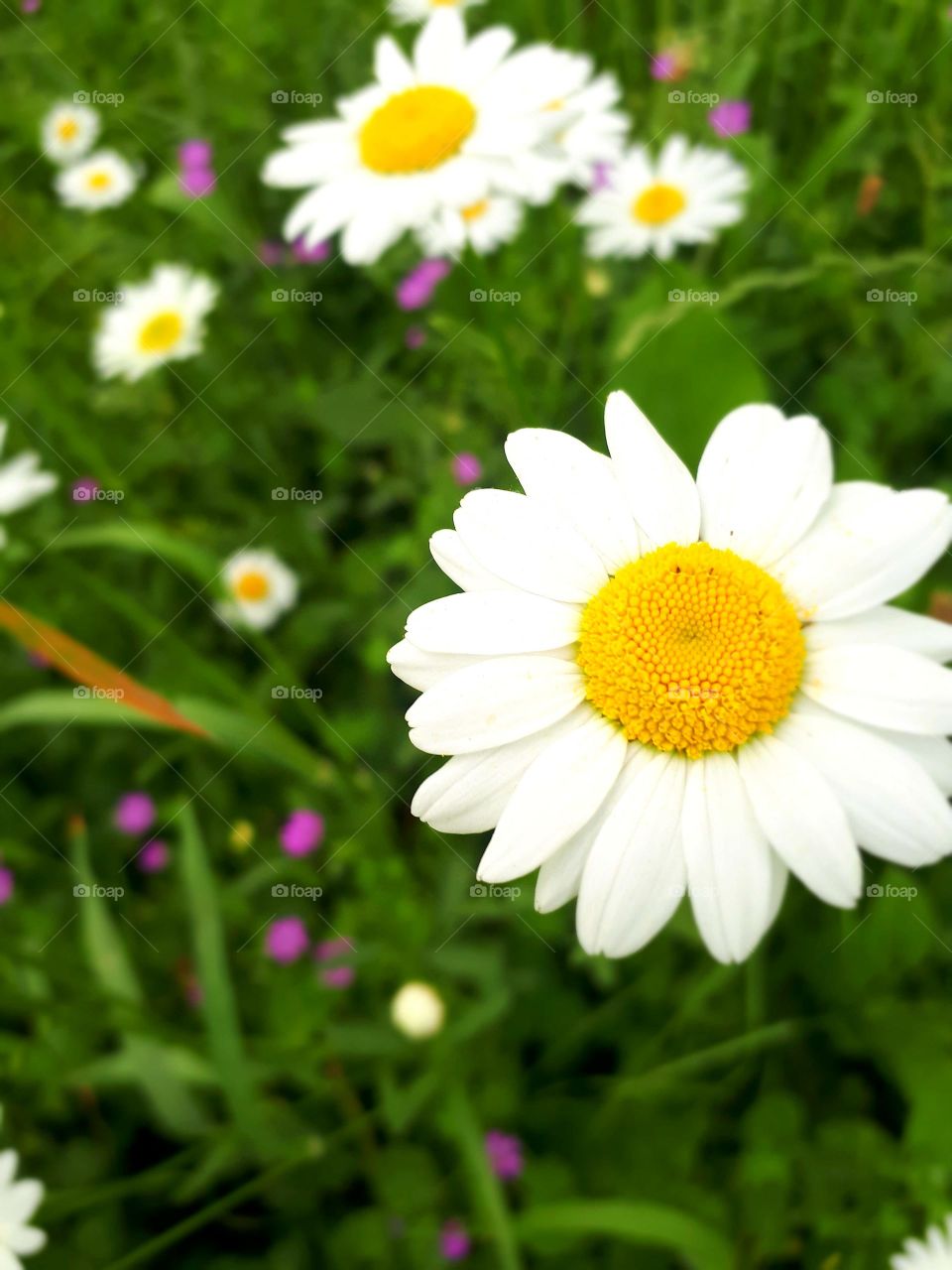Big flower chamomile in my garden