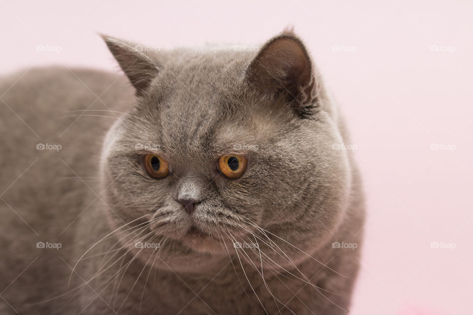 beautiful Scottish Straight cat on a pink background.  charm of a chubby cat !