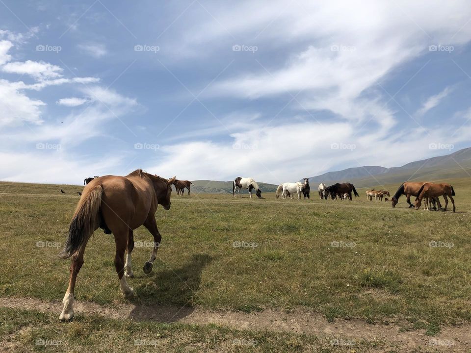 horses in nature 