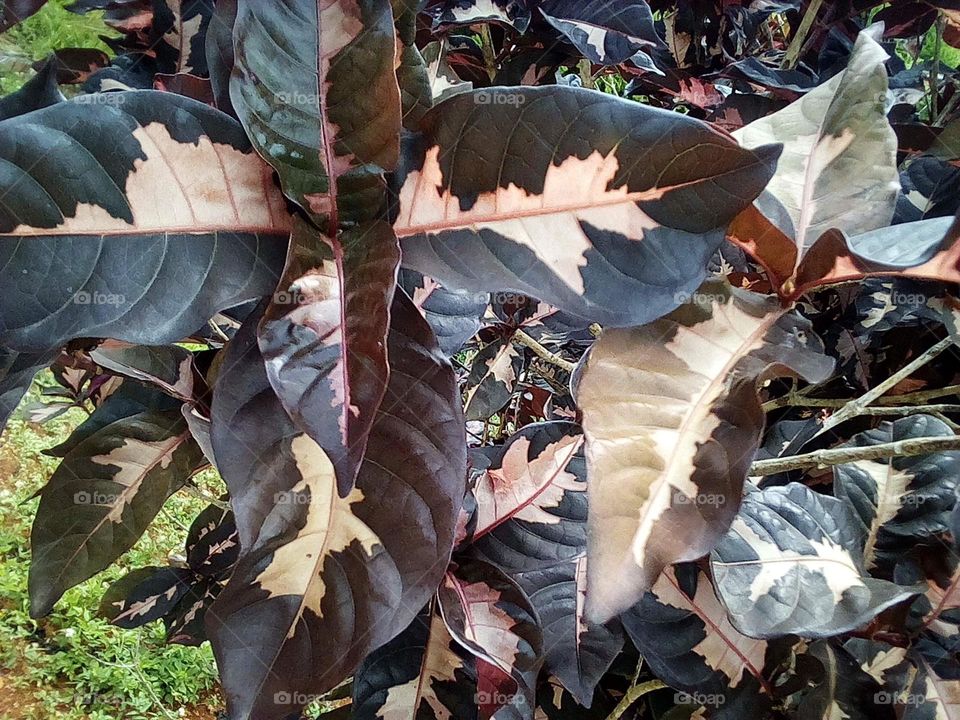 colored leaves out there in nature