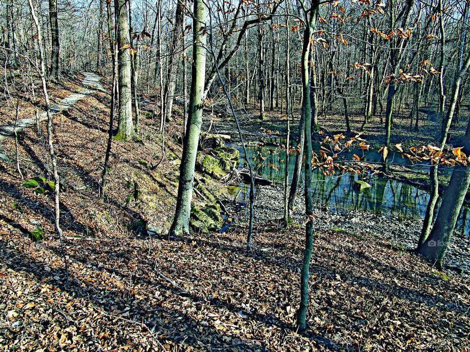 Wood, Tree, Leaf, Fall, Nature