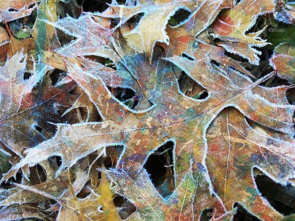 Frost On Oak Leaves
