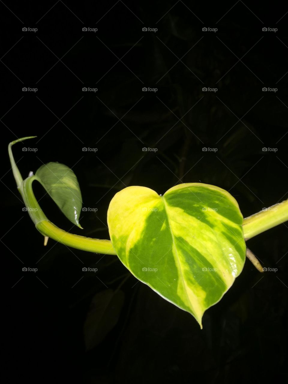 Golden pothos