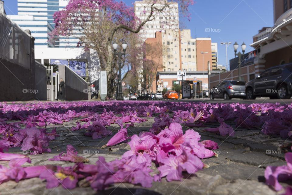 The city flowers.