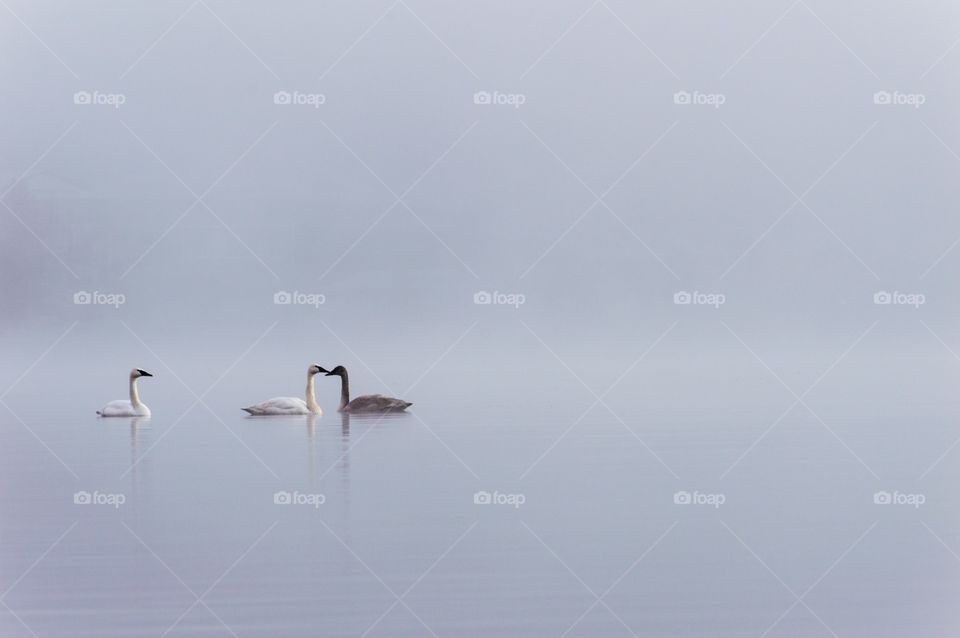 3 swans in the fog. 3 swans on lake early  on a foggy morning.
