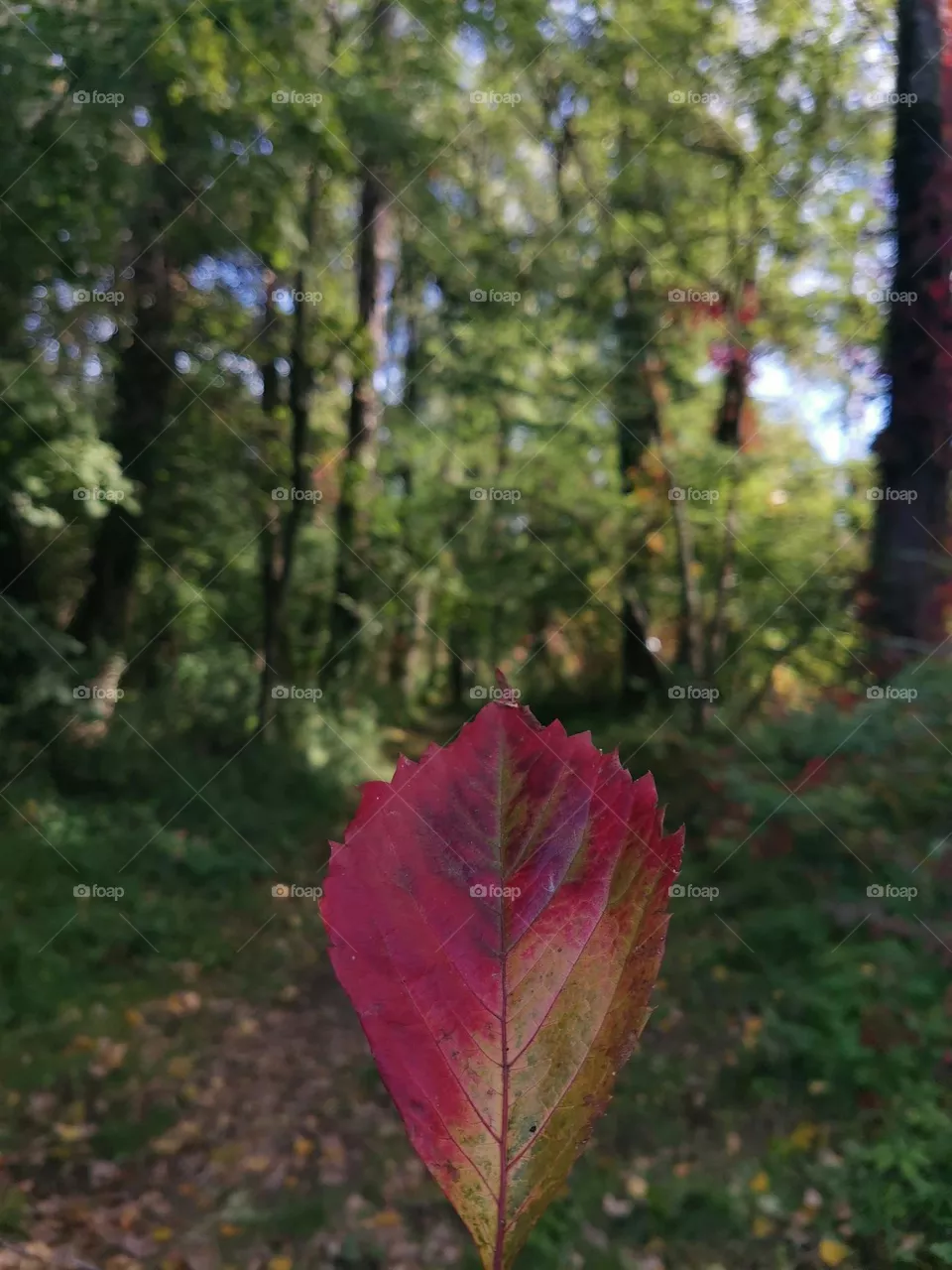 forest