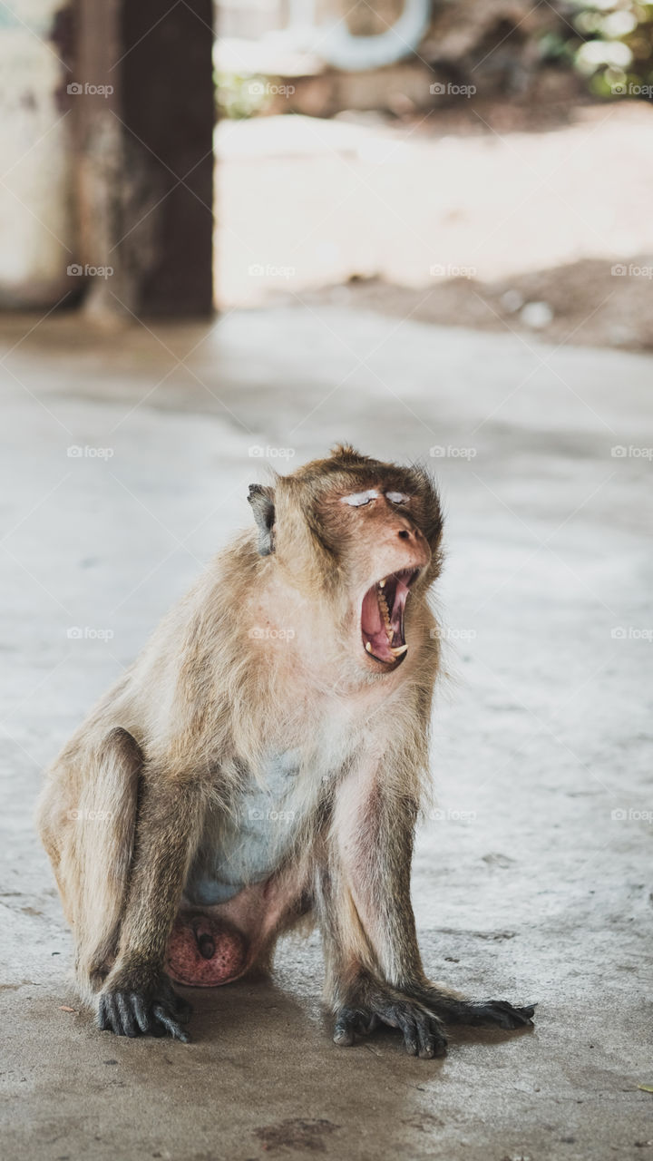 Monkey is yawning