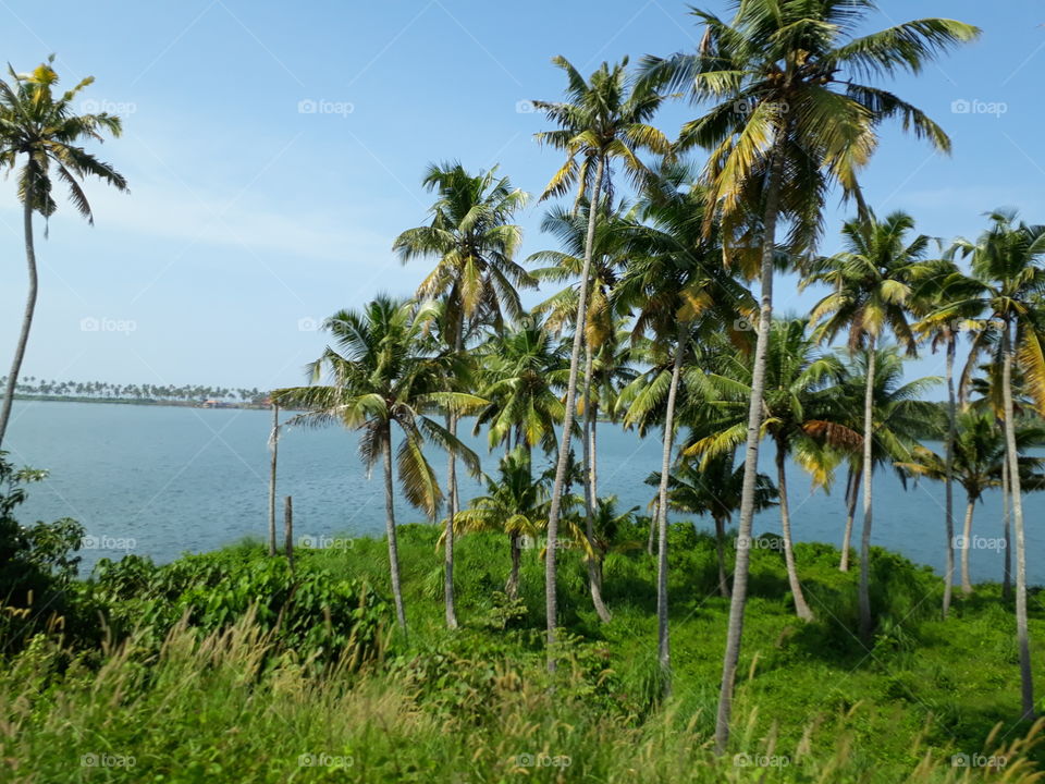 coconut tree