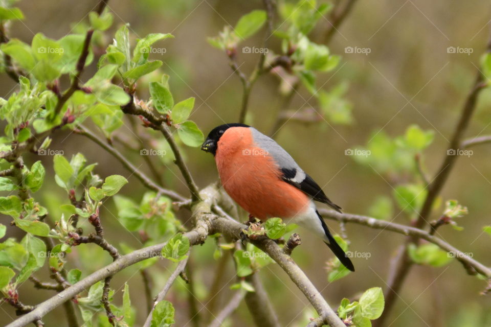 Male bullfinch perching on tree