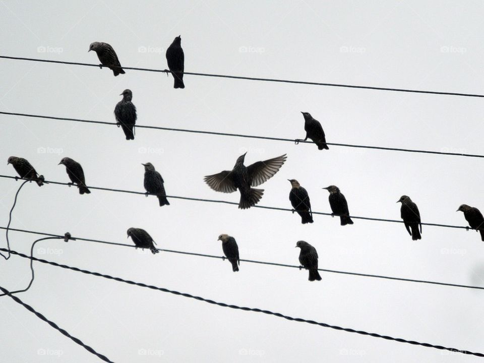 Birds On A Wire