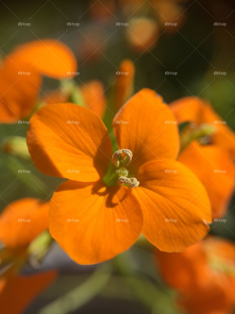 Orange and green