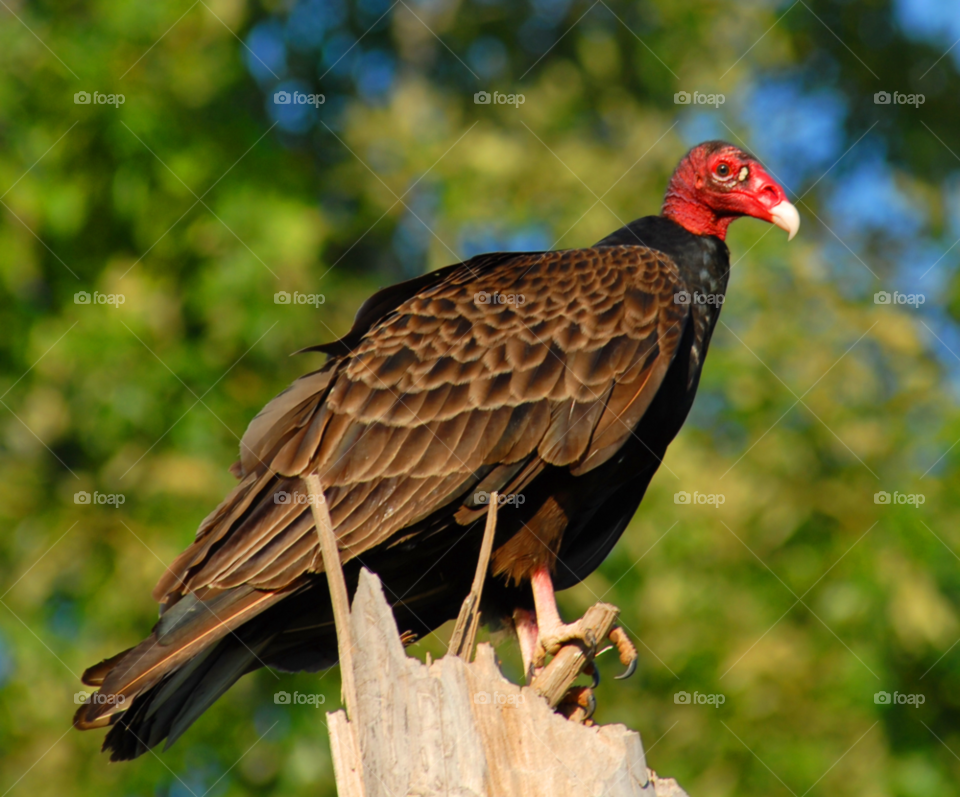 bird turkey vulture by lightanddrawing