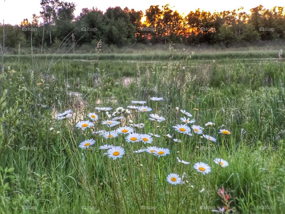 Wetlands at Sunset