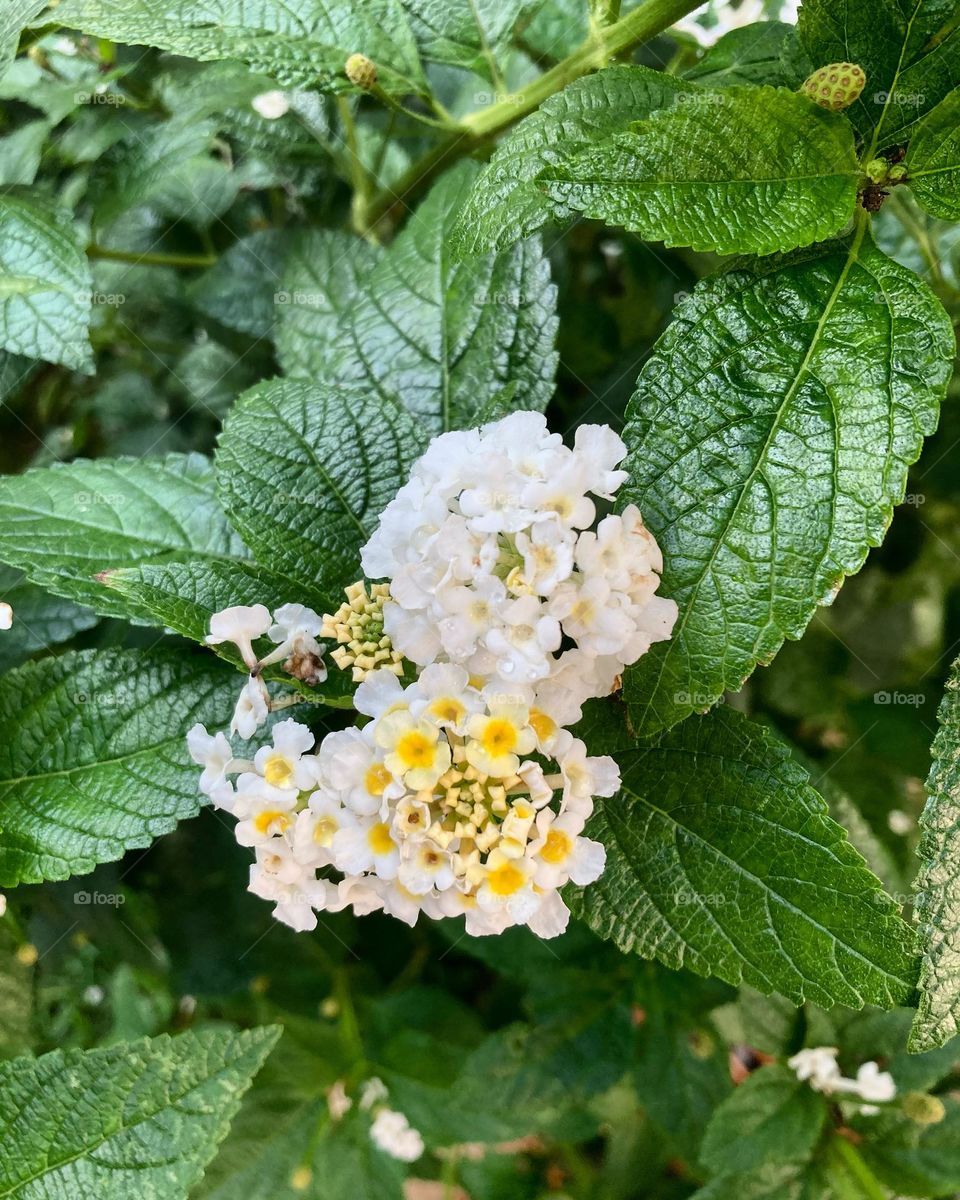 🌹 🇺🇸 Very beautiful flowers to brighten our day.  Live nature and its beauty. Did you like the delicate petals? / 🇧🇷 Flores muito bonitas para alegrar nosso dia. Viva a natureza e sua beleza. Gostaram das pétalas delicadas? 