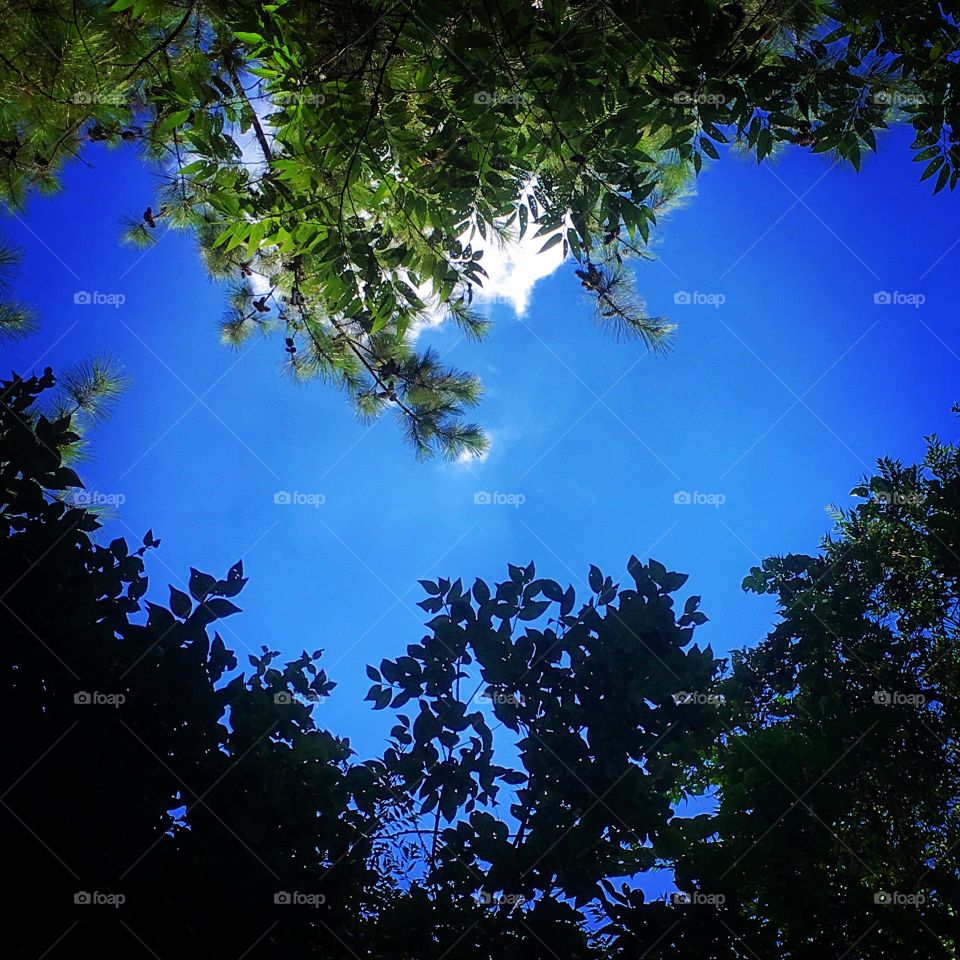 💙 BLUE - 🇺🇸 The dense forest of trees in Serra do Japi (Brazil) allowed a flash in the sky: a blue heart was formed! / 🇧🇷 A mata fechada das árvores da Serra do Japi (Brasil) permitiram um clarão no céu: formou-se um coração azul!