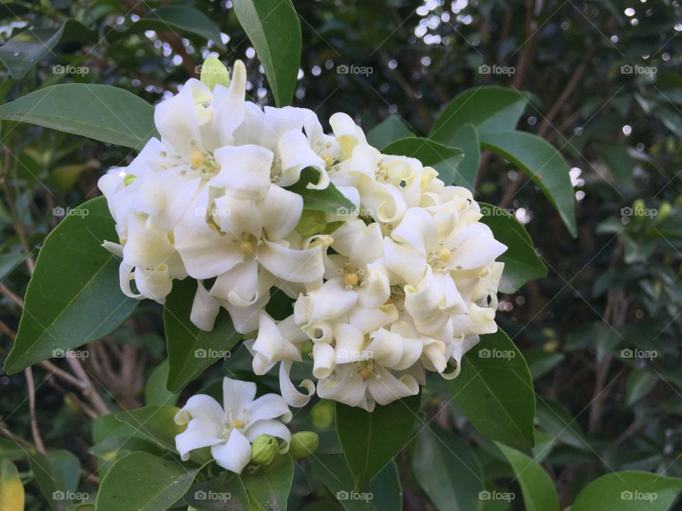 The white  flower in garden 