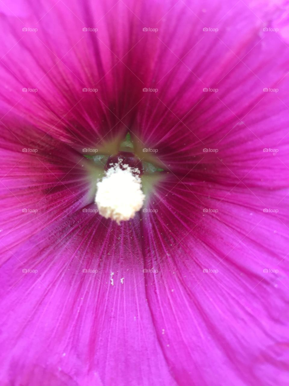 Pink hollyhock flower closeup