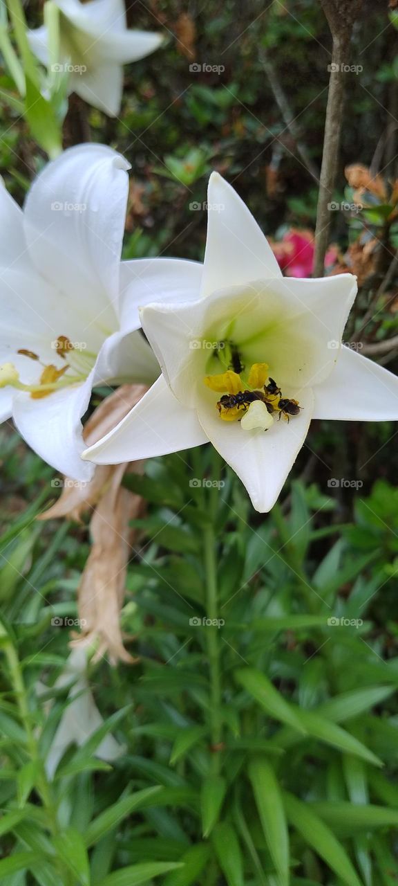 white lily with bees