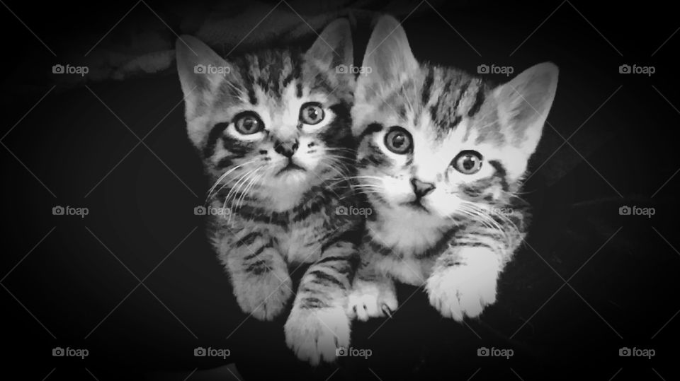 Curious Kitties