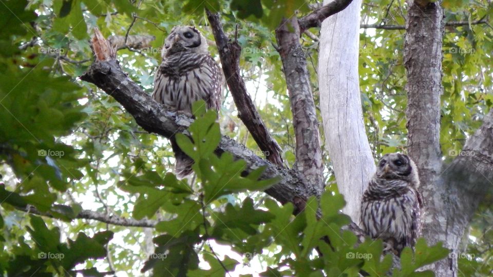 Two Screech Owls on a branch in the forest