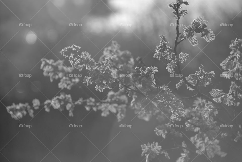 Black and white image of a branch against blurred background 