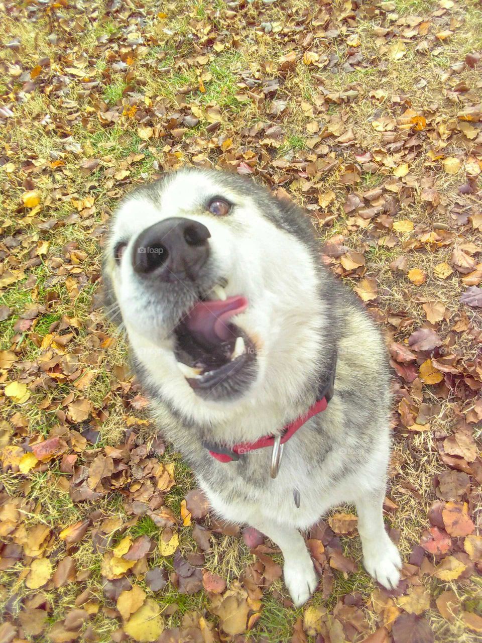 Alaskan malamute in the fall