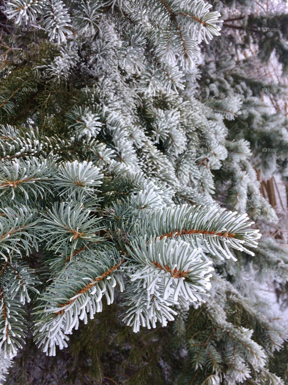 Frosted Blue Spruce