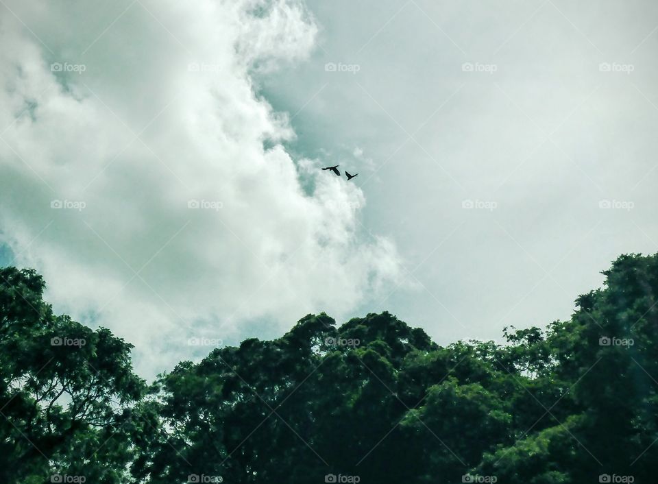 Macaws in the clouds