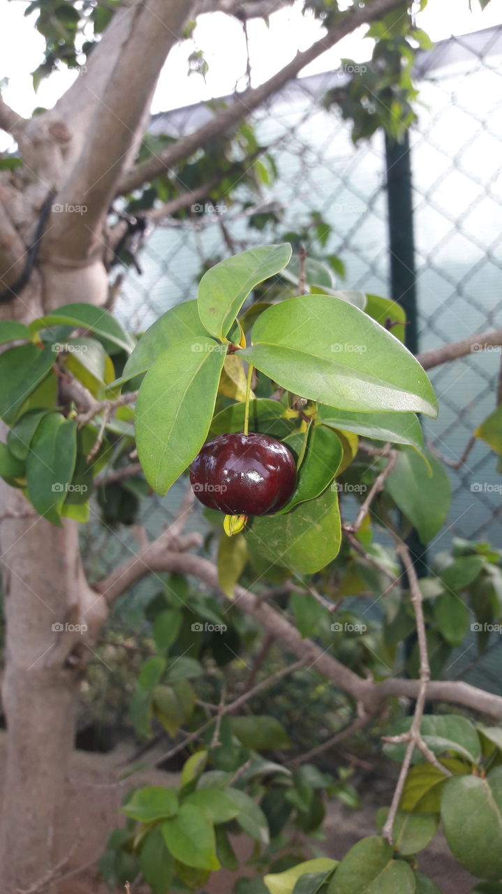 Cerezo del Brasil. Pitanga