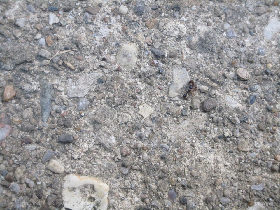 One ant is carrying another ant.