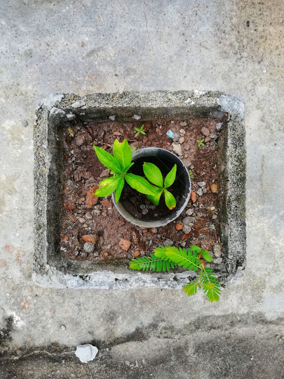 From little  seeds grow mighty trees☘🌱🌲🌳🍀🌱