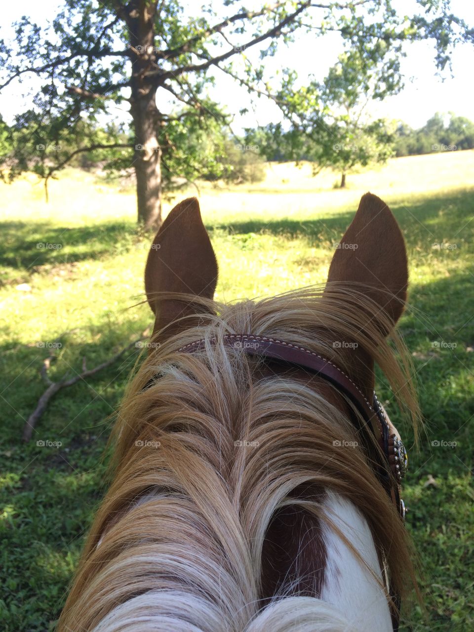 Life is better when seen through the ears of a horse 