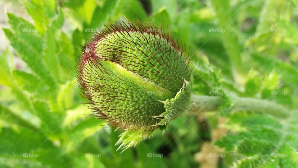 Poppy bud