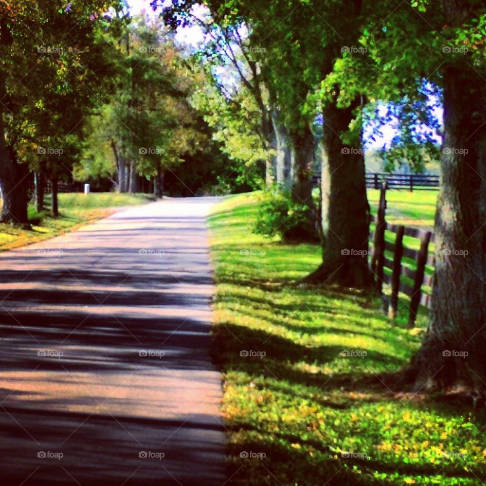 Shadowed Road 