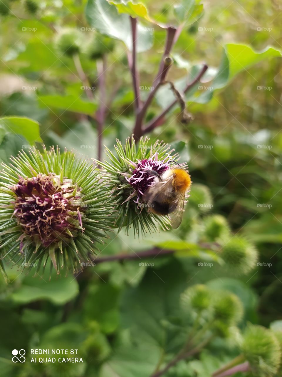 bee