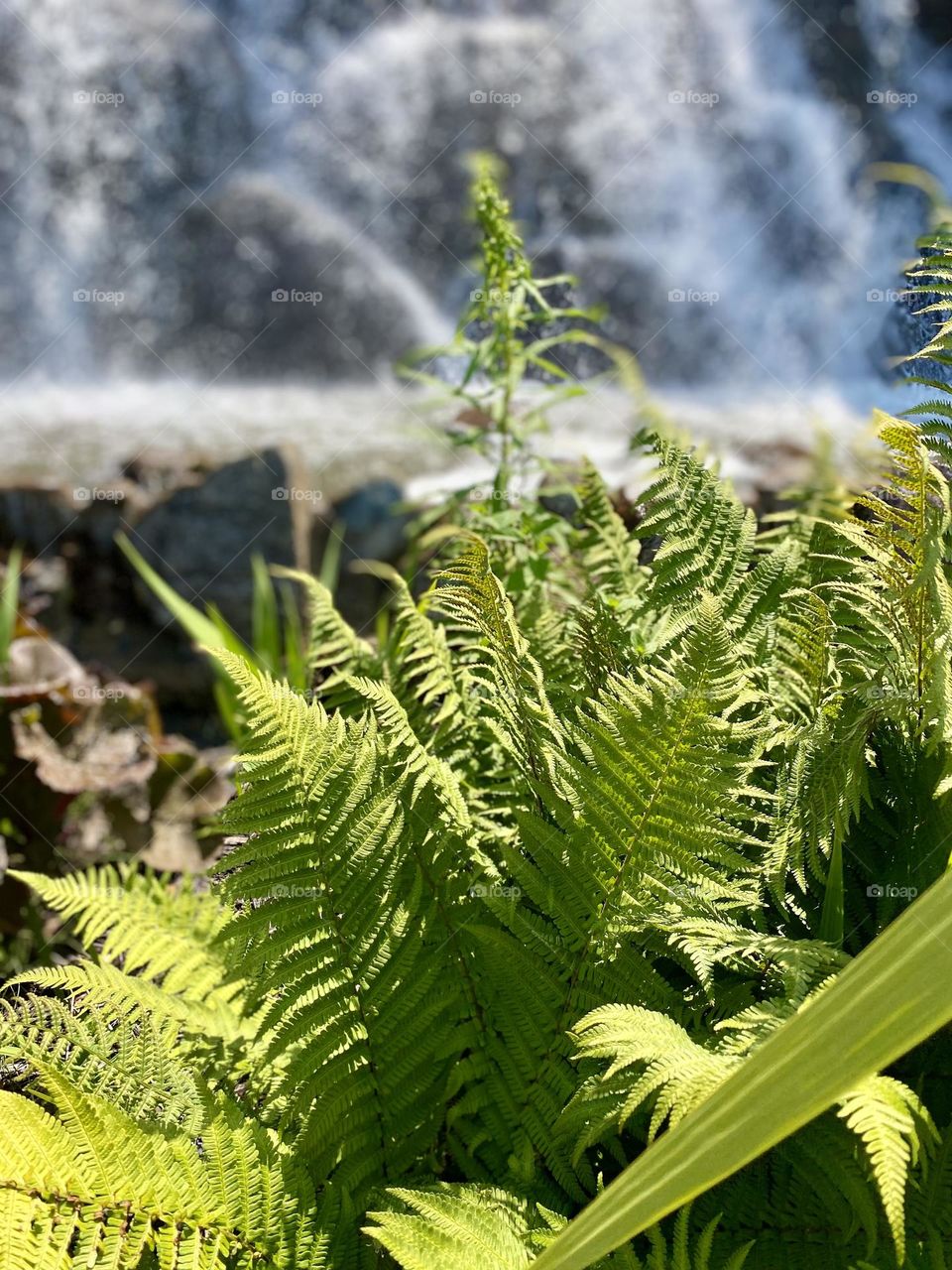 Fresh, bright green fern fronds unfurling in the sunlight.