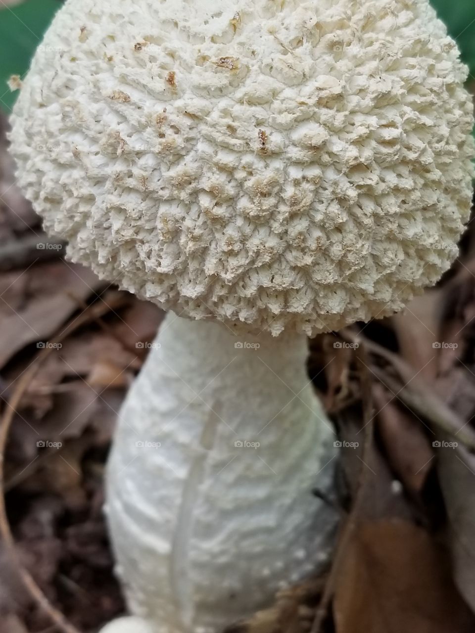 mushroom