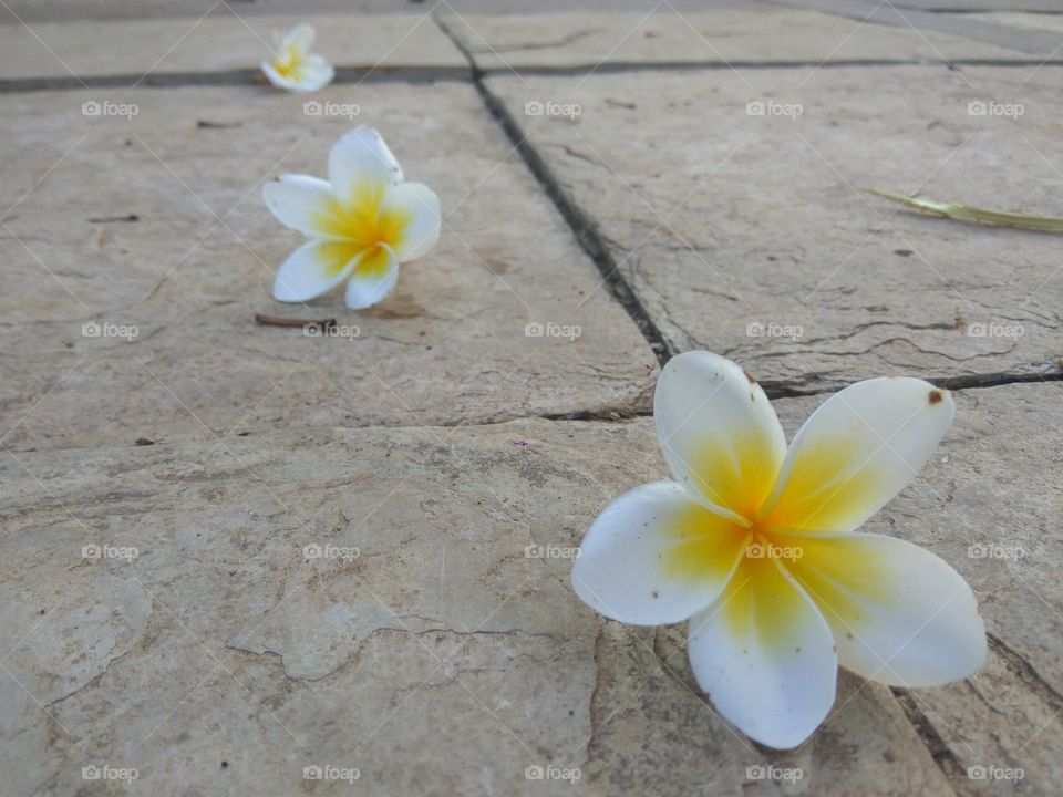 flowers 
three
white and yellow