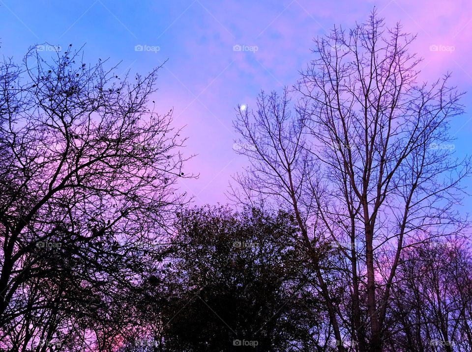 Silhouette of bare tree at sunset